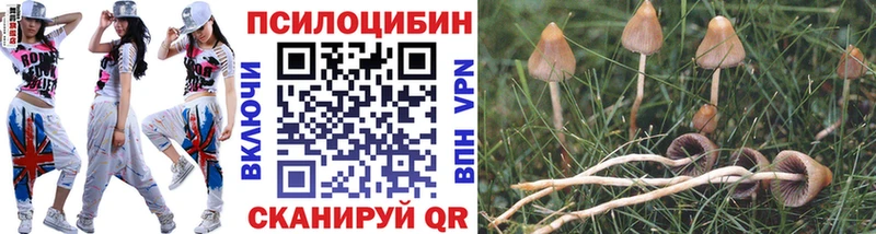 закладки  Анива  Псилоцибиновые грибы Magic Shrooms 